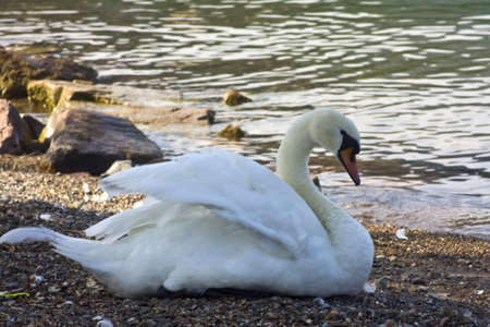 Mute Swan - Cygnus olorの写真素材