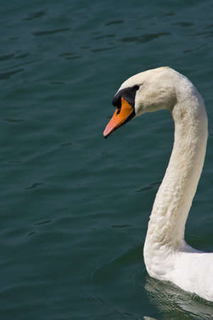 Mute Swan - Cygnus olorの写真素材