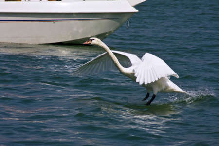 Mute Swan - Cygnus olorの写真素材