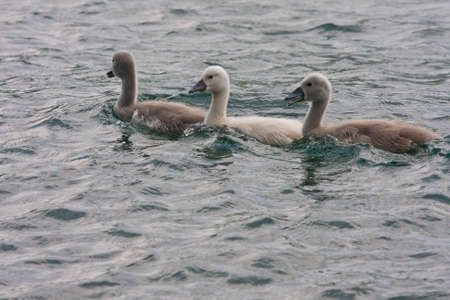 Mute Swan - Cygnus olorの写真素材