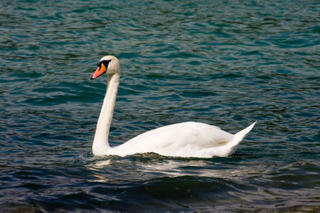 Mute Swan - Cygnus olorの写真素材