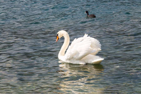 Mute Swan - Cygnus olorの写真素材