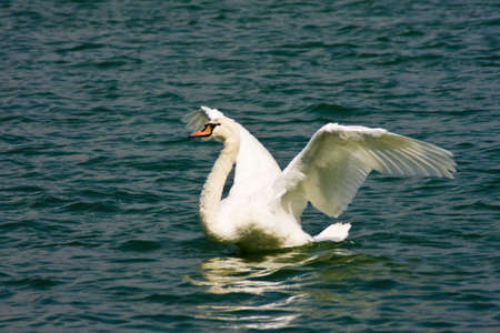 Mute Swan - Cygnus olor