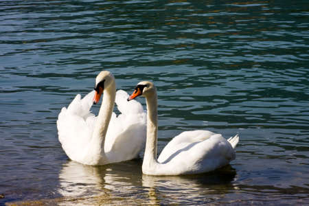 Mute Swan - Cygnus olorの写真素材