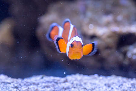 Ocellaris Clownfish - Amphiprion Ocellarisの写真素材