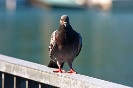 Pigeon - Columba Liviaの写真素材