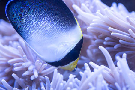 Red Sea butterflyfish - Chaetodontoplus mesoleucus