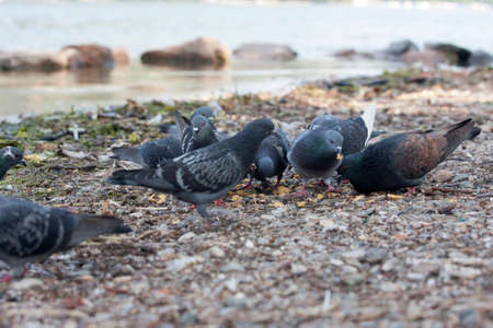 Pigeon - Columba Liviaの写真素材