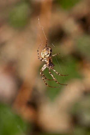 Spiderの写真素材