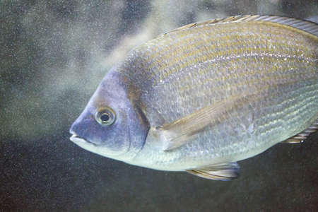 Sea Bream - Diplodus Sargusの写真素材
