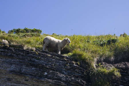 Sheep - Ovis Ariesの写真素材