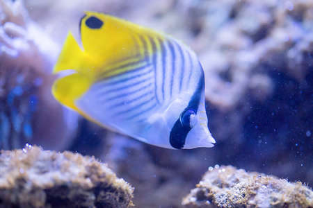Threadfin butterflyfish - Chaetodon Aurigaの写真素材