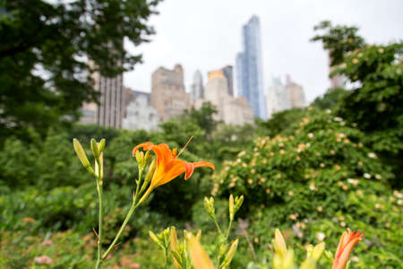 New York, a walk along Central Parkの写真素材