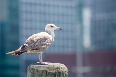 High speed photo of a Common Gull (Larus Canus)の写真素材