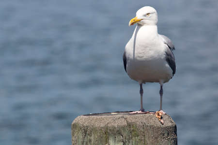 High speed photo of a Common Gull (Larus Canus)の写真素材
