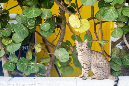 The domestic cat - Felis catusの写真素材