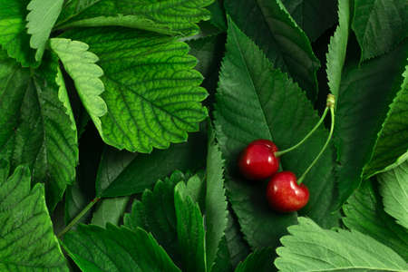  cherries on leavesの写真素材