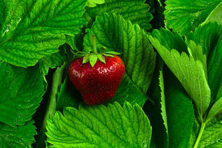 Strawberry on leavesの写真素材