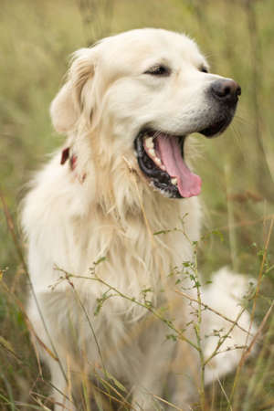 Golden Retrieverの写真素材