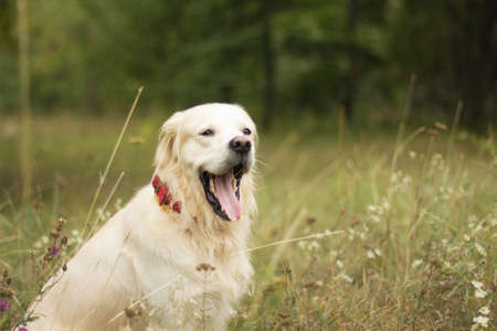 Golden Retrieverの写真素材