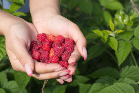 Raspberries in women s handsの写真素材