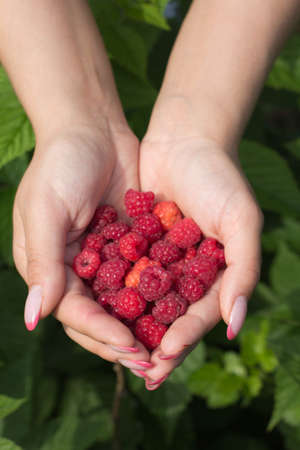 Raspberries in women s handsの写真素材