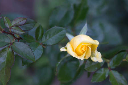 Yellow roseの写真素材
