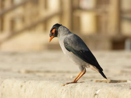 Bird on the Beach
