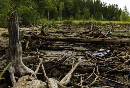 The dead forestの写真素材