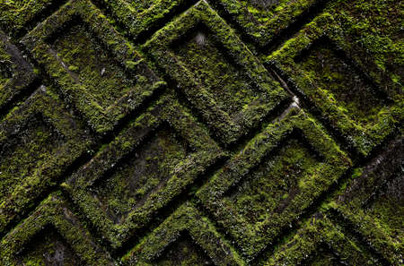 Old textured brick wall completely covered in mossの写真素材