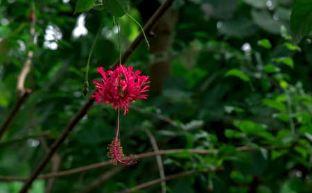 Selective focus on a bright pink-red fringed hibiscus blossom against a backdrop of lush green foliageの写真素材