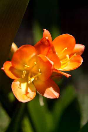 Clivia miniata Beautiful orange flower at its maximum opening
