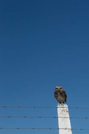 Patagonian owlの写真素材