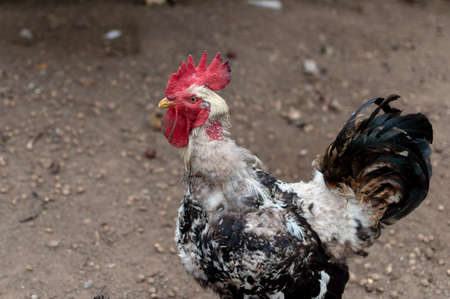 Close-up of rooster inside the fence feeding with cornの写真素材