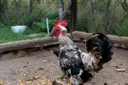 Close-up of rooster inside the fence feeding with cornの写真素材