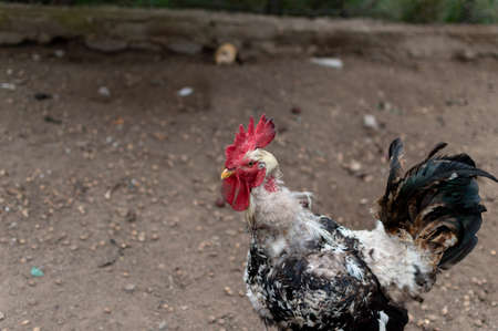 Close-up of rooster inside the fence feeding with cornの写真素材