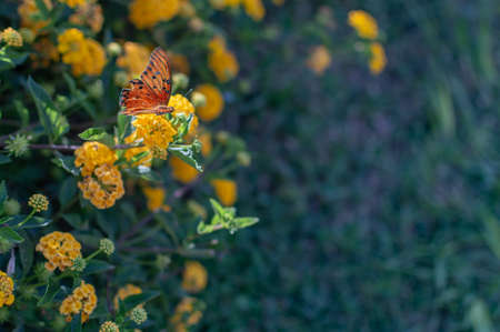 Mini Yellow Lantana with butterfly on the flower in botanical garden on an April afternoonの写真素材