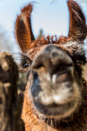 portrait of a llama in a pen that approaches the camera in a curious wayの写真素材