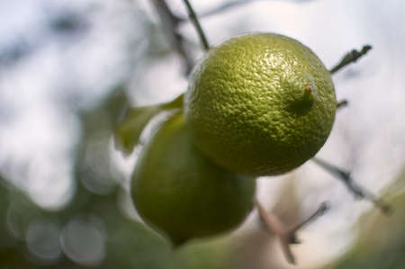 Immature Green Lemons On Tree Branch about to ripenの写真素材