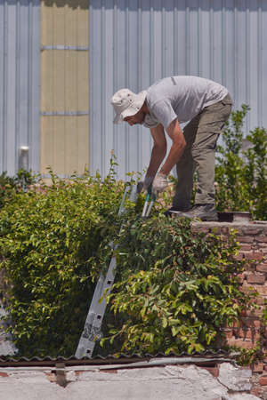 Man pruning a green wall with hand scissors. Ornamental pruning of Ficus repensの写真素材