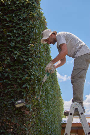 Man pruning a green wall with hand scissors. Ornamental pruning of Ficus repens