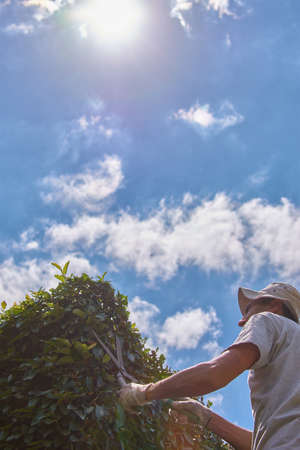 Man pruning a green wall with hand scissors. Ornamental pruning of Ficus repensの写真素材