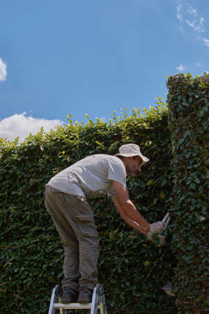 Man pruning a green wall with hand scissors. Ornamental pruning of Ficus repensの写真素材