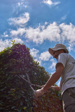 Man pruning a green wall with hand scissors. Ornamental pruning of Ficus repensの写真素材
