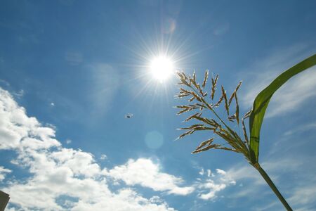 wild grass pointing the sun with blue sky and white cloudsの写真素材
