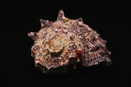 seashell in detailの写真素材