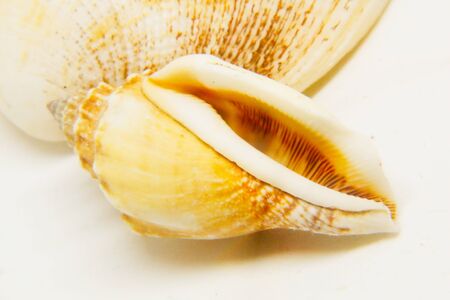 a scene with seashell