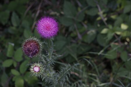 different state of blooming pink thorny flowersの写真素材