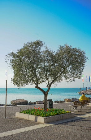 Lonely tree on the promenade in Italyの写真素材
