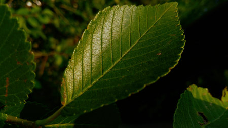 Green leaves of a chestnut tree on a dark background close up